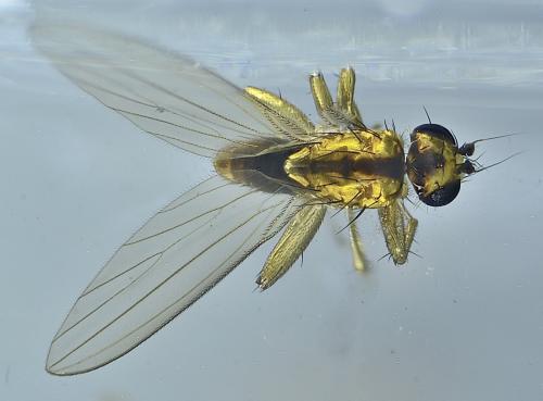 Lonchoptera lutea